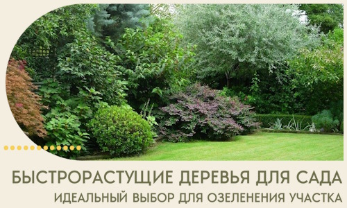 Быстрорастущие деревья для сада идеальный выбор в Пушкине